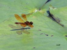 Dragonfly and it's shadow
