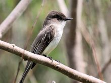 Eastern Phoebe