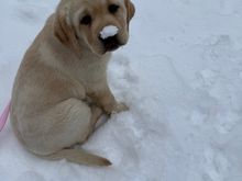 Meet Indy. She came home to me from a place in the Catskills. She is 10 weeks old and has been a joy to have. 