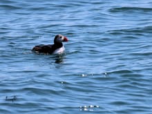 Atlantic Puffin