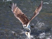 Hanging on to the fish as he flies up