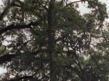 Remaining Part of Tree.jpg
