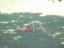 maggie and buster