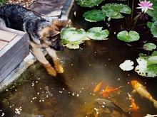 Rogue &amp; pond, Aug. 2004