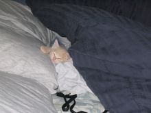IMG_0267.JPG