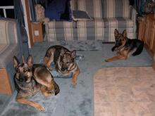 041113 Dogs in trailer.JPG