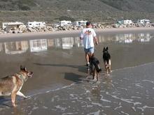 11-26-04 Ak and dogs on beach