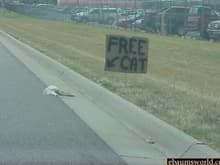 free cat.JPG