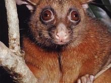 Brushtail.jpg