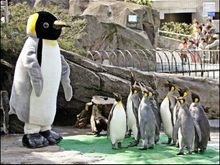 penguin