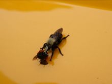 IMG_0081.JPG