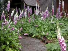 flowered walkway, 6-18-05.JPG