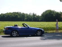 Sunflowers in Bordeaux