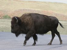 buffalo