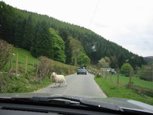 Sheep.jpg