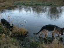 051022 dogs in river 4135.JPG