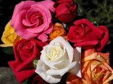 051106 roses 4272.JPG