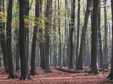 Ashridge 006.jpg