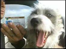 got my license mom.jpg