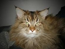 lynx2.jpg