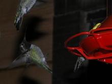 060413 back flipper hummer 5733.JPG