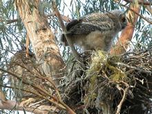 060428 other one in nest 5999.JPG
