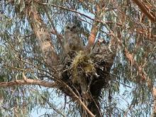 060503 Two in nest. 6068.JPG