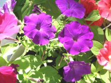 FLOWERS.jpg