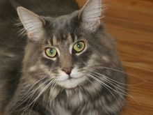 Ganzo8.5.06_face.jpg