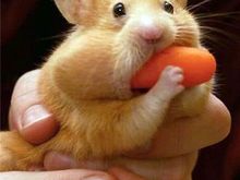 hungry_hungry_hamster.jpg