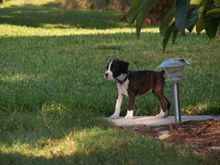 pup01.jpg