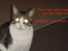 evil kitty.jpg