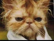 angrycat.jpg