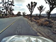 SebringJoshuaTree003.jpg
