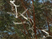 DSC_4378 070622 TP in tree.JPG