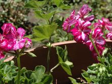 DSC_4401 070624 Geraniums.JPG