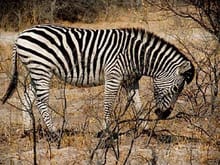 zebra 2.jpg