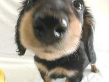the_dog07_2.jpeg