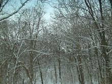 Snowy Trees.jpg