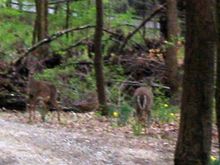 Img_0395_deer_zoom_adj_br_and_cont_1300.jpg