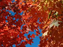 DSC_6072 071021 Leaves cropped.JPG