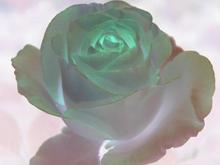 DSC_6340 071115 Moonstone Rose inverted.JPG