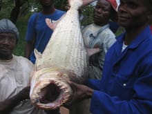 Congo Tiger fish.jpg