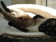 DSC_8591 080416 Zoro kickin it.JPG