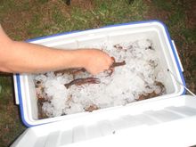 Wake the Crawfish 2008 070.JPG