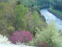 Spring Time on the Little Tennessee.jpg