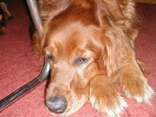 Dogs3-200008.JPG