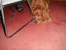 Dogs3-200012.JPG