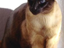 Zoro, 5-14-03.jpg