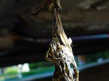 DSC02131 (Medium).JPG